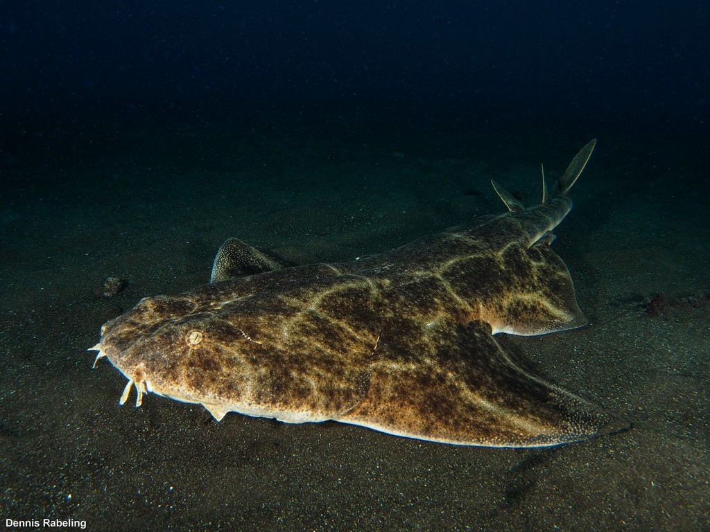 Ange de mer commun