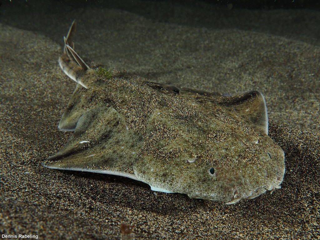 Ange de mer commun
