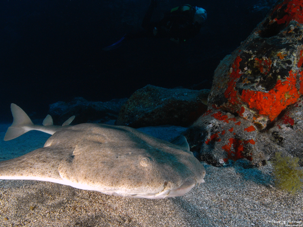 Ange de mer commun