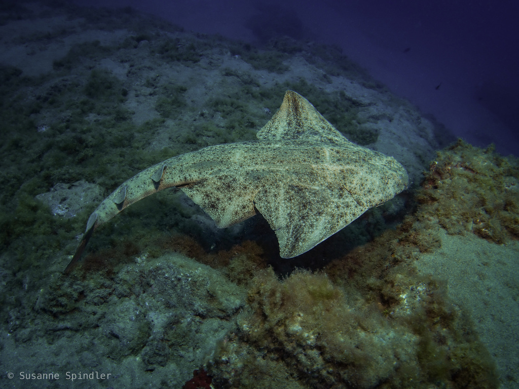 Angelshark