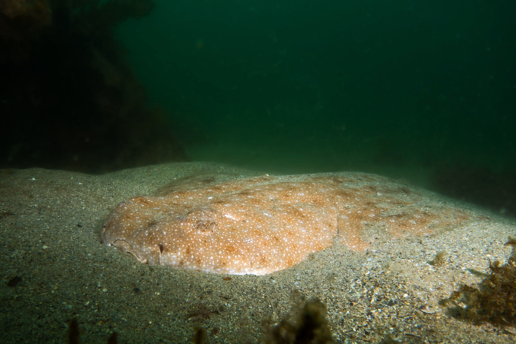 Ange de mer commun