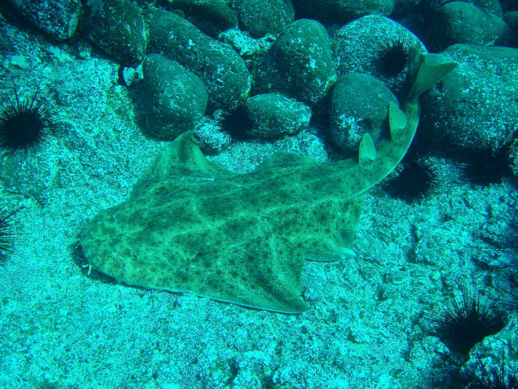 Ange de mer commun