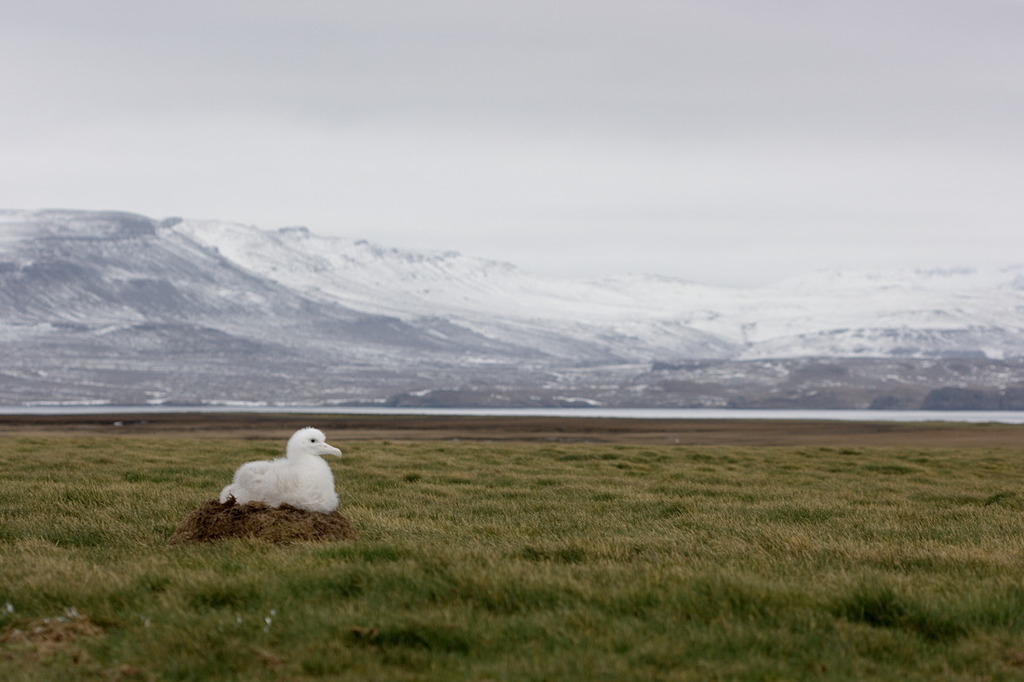 Snowy Albatross