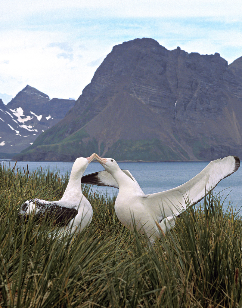 Snowy Albatross