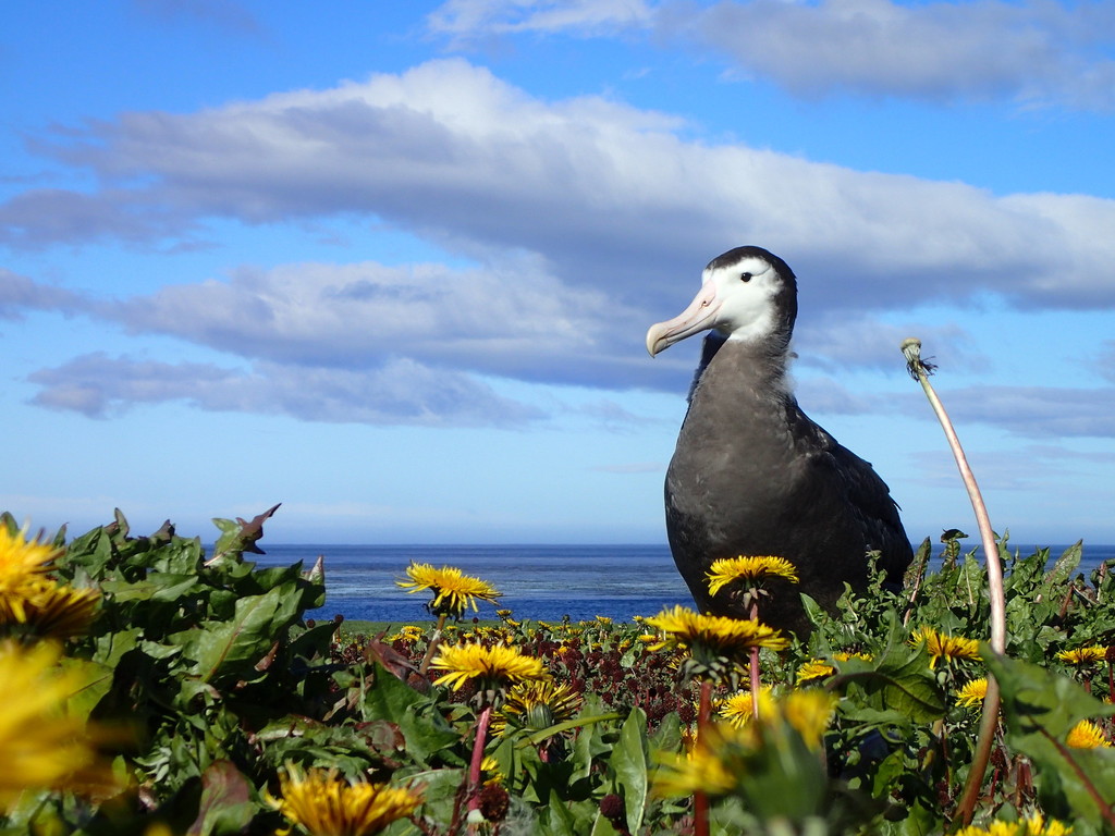 Snowy Albatross