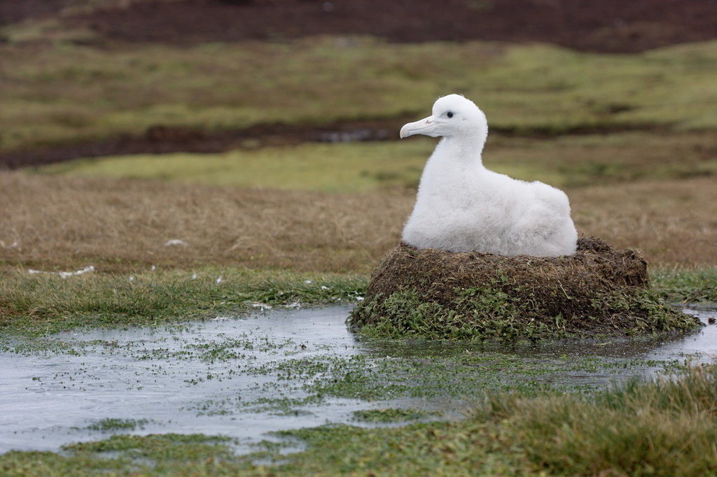 Snowy Albatross