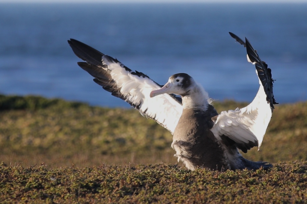 Snowy Albatross