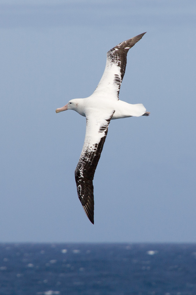 Snowy Albatross