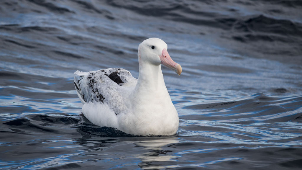 Snowy Albatross