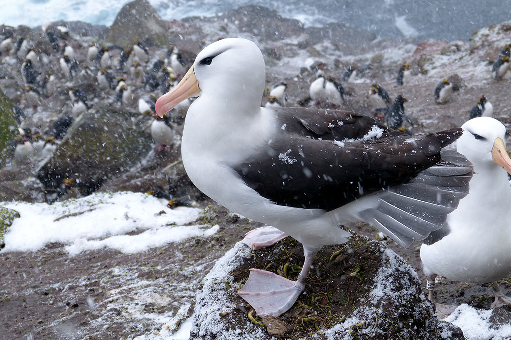 Albatros à sourcils noirs