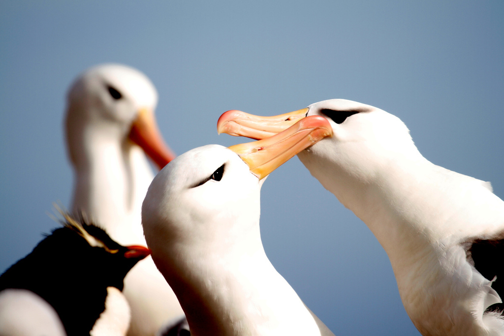 Albatros à sourcils noirs