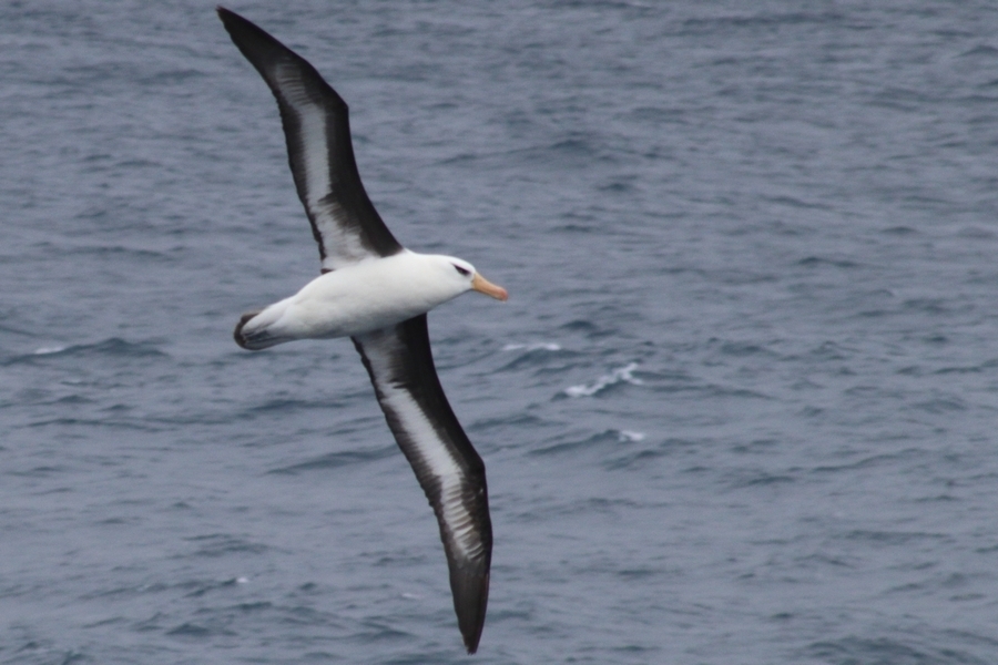 Albatros à sourcils noirs