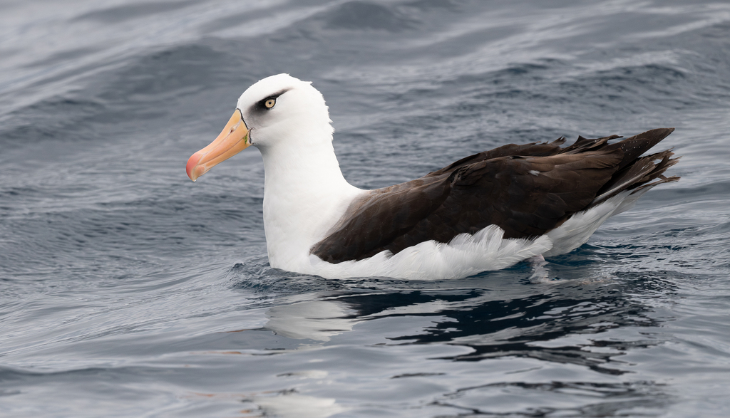 Albatros à sourcils noirs
