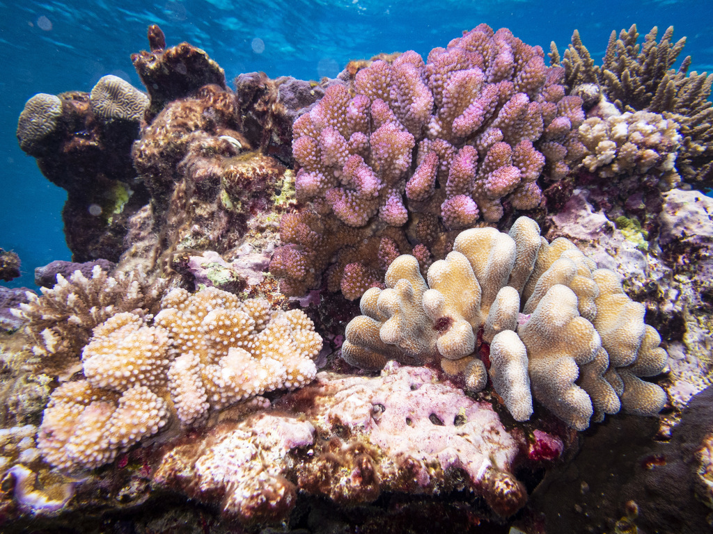 Hood Coral