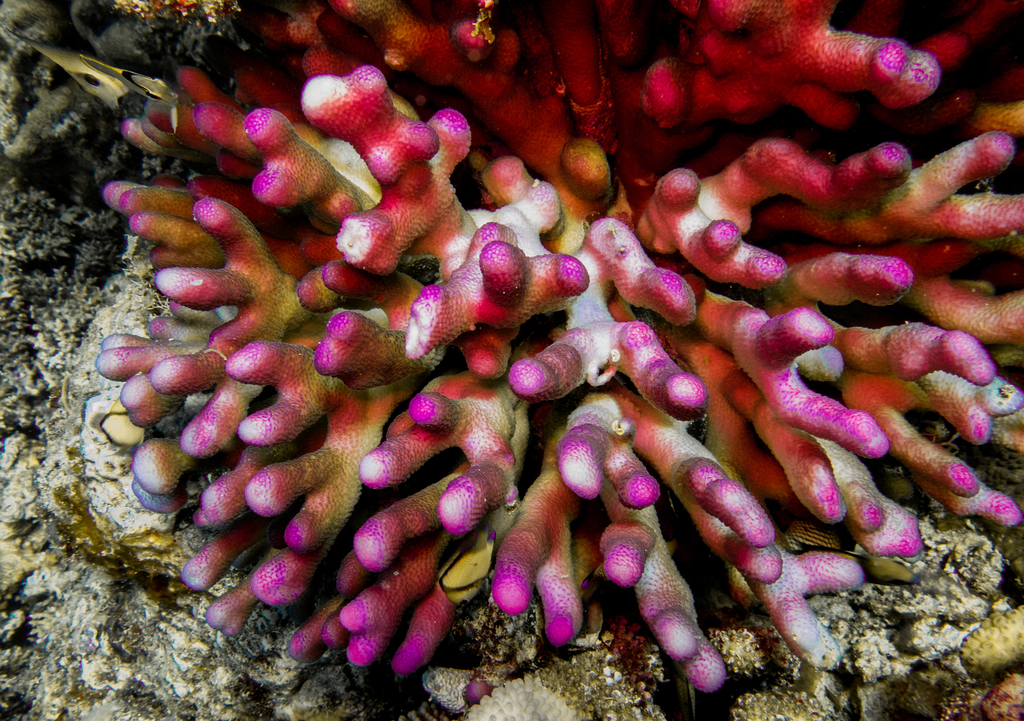 Hood Coral