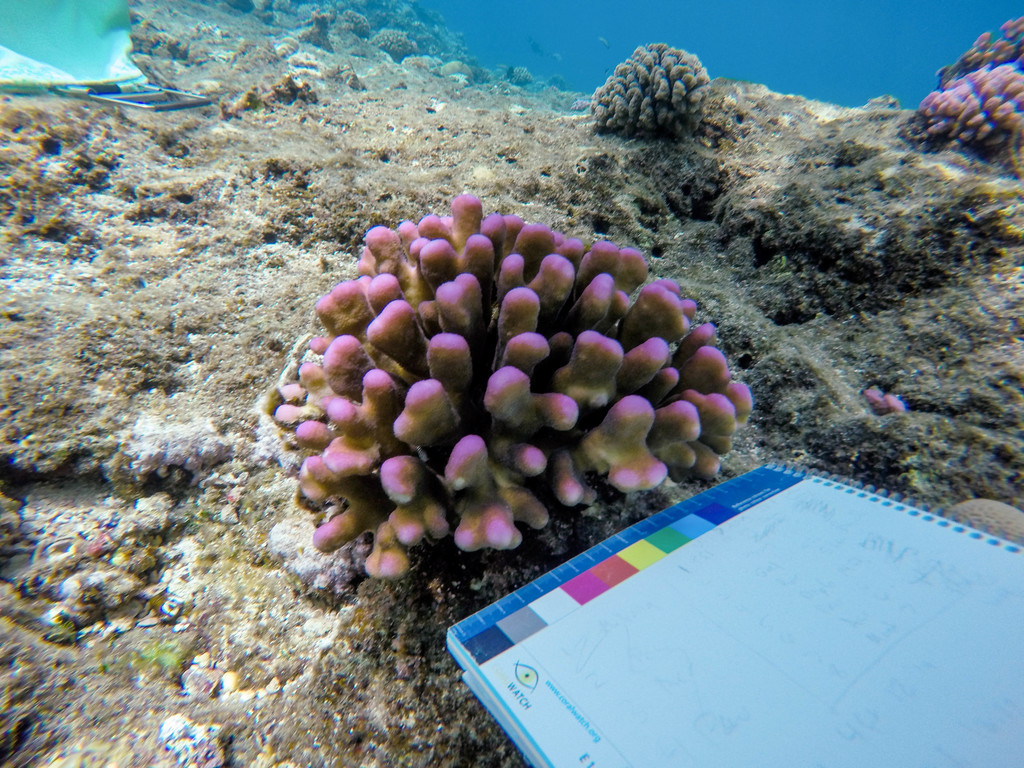 Hood Coral
