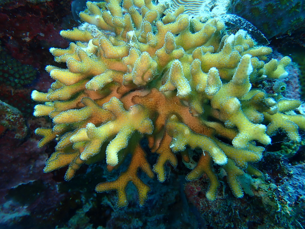 Hood Coral