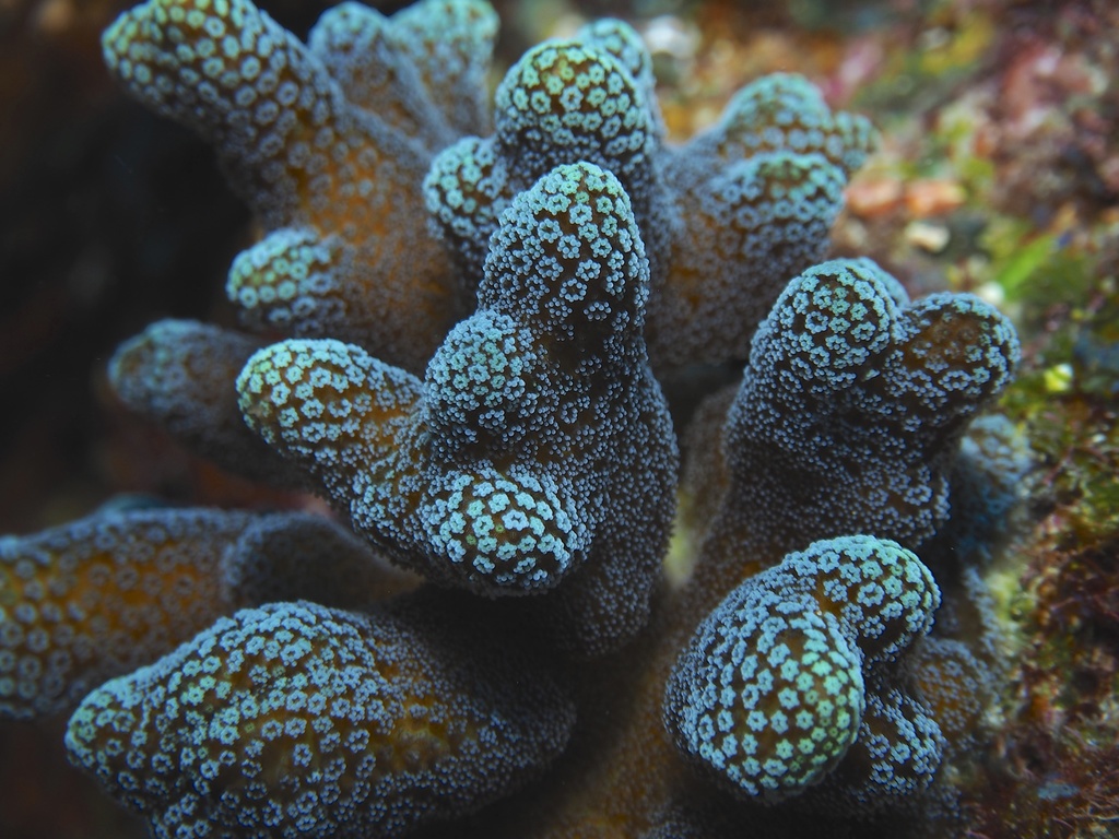 Hood Coral