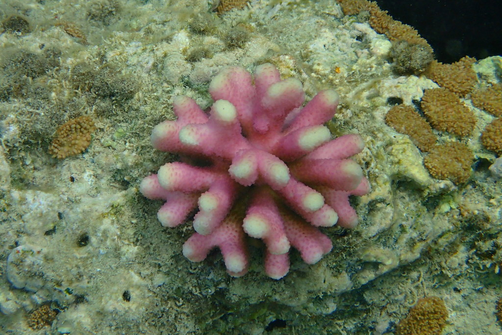 Hood Coral