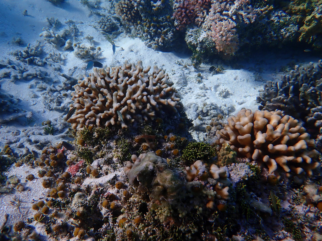 Hood Coral