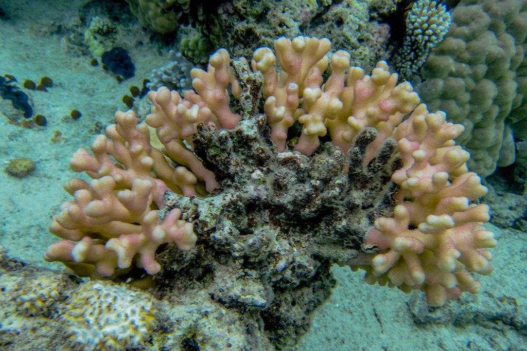Hood Coral