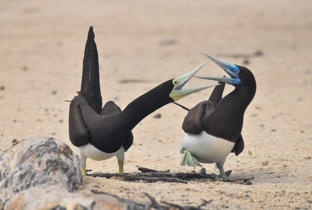 Brown Booby