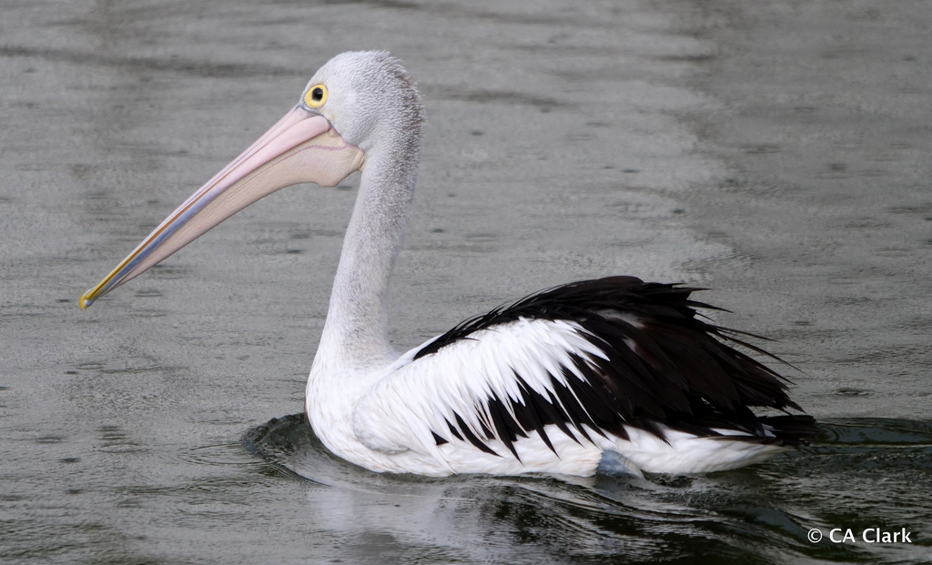 Australian Pelican