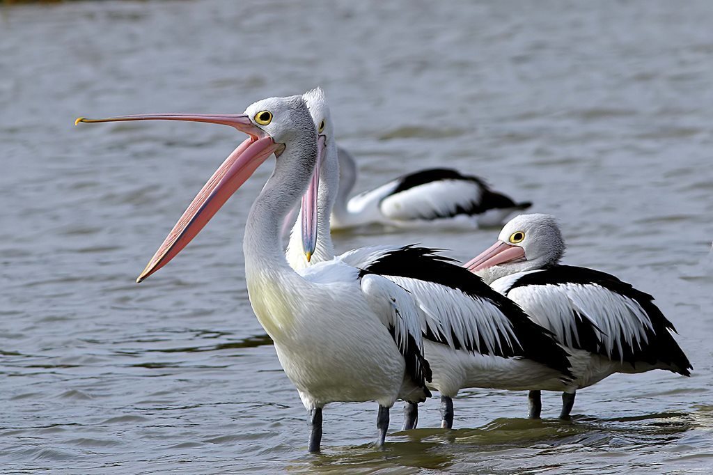 Australian Pelican