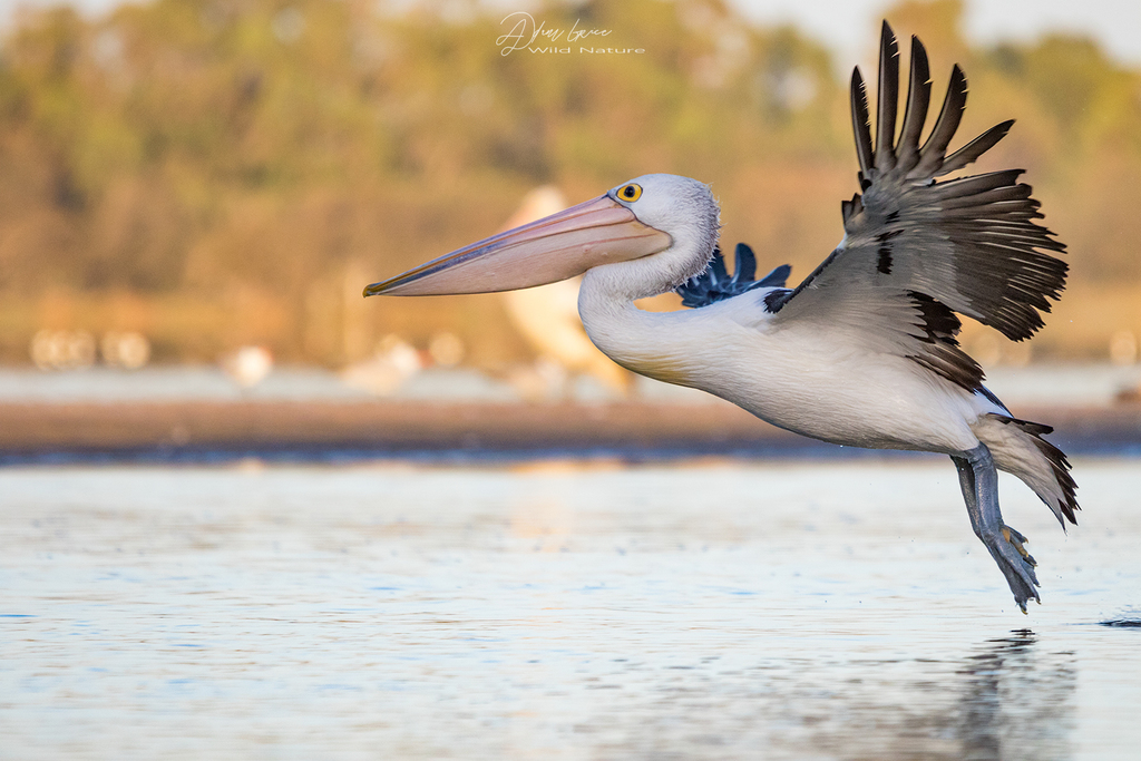 Australian Pelican