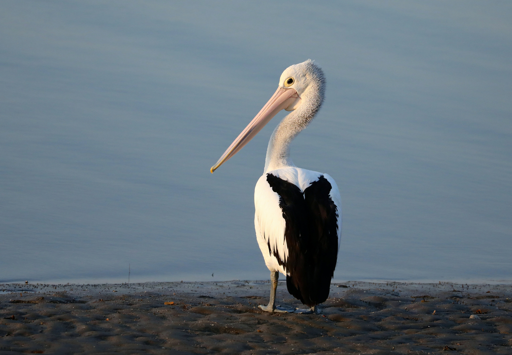 Australian Pelican