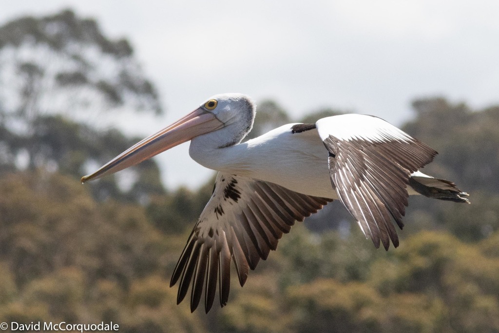 Australian Pelican