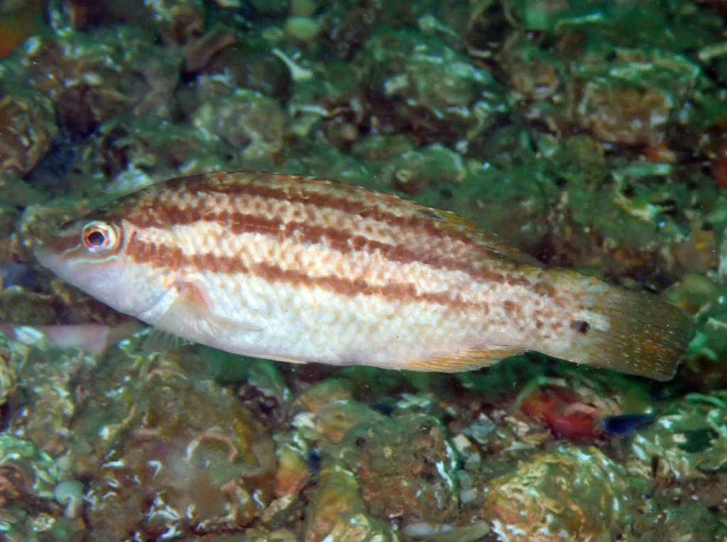 Baillon's Wrasse