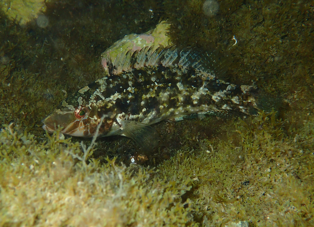 Crénilabre cendré