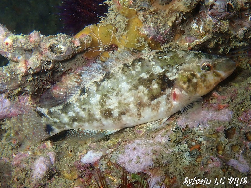 Grey Wrasse