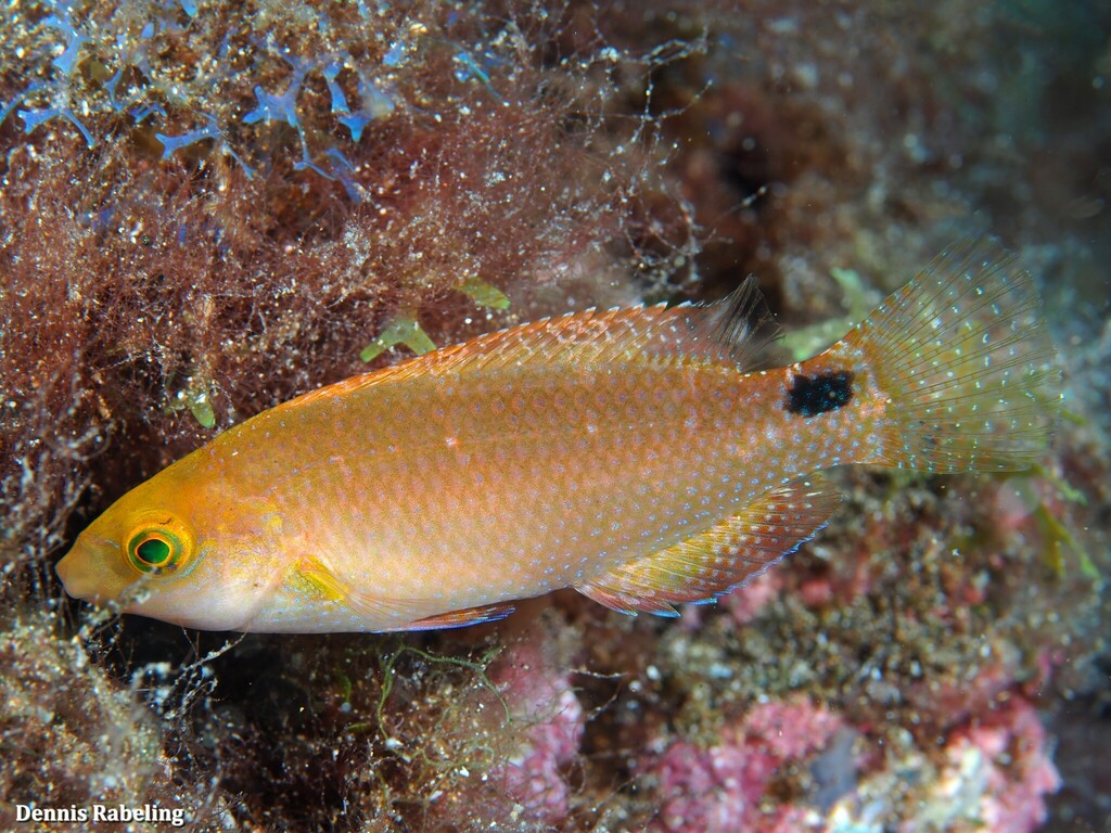 Axillary Wrasse