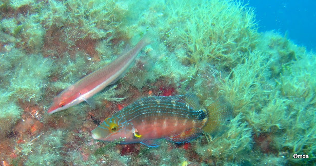 Axillary Wrasse
