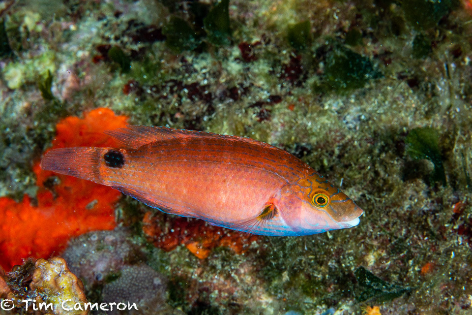 Axillary Wrasse