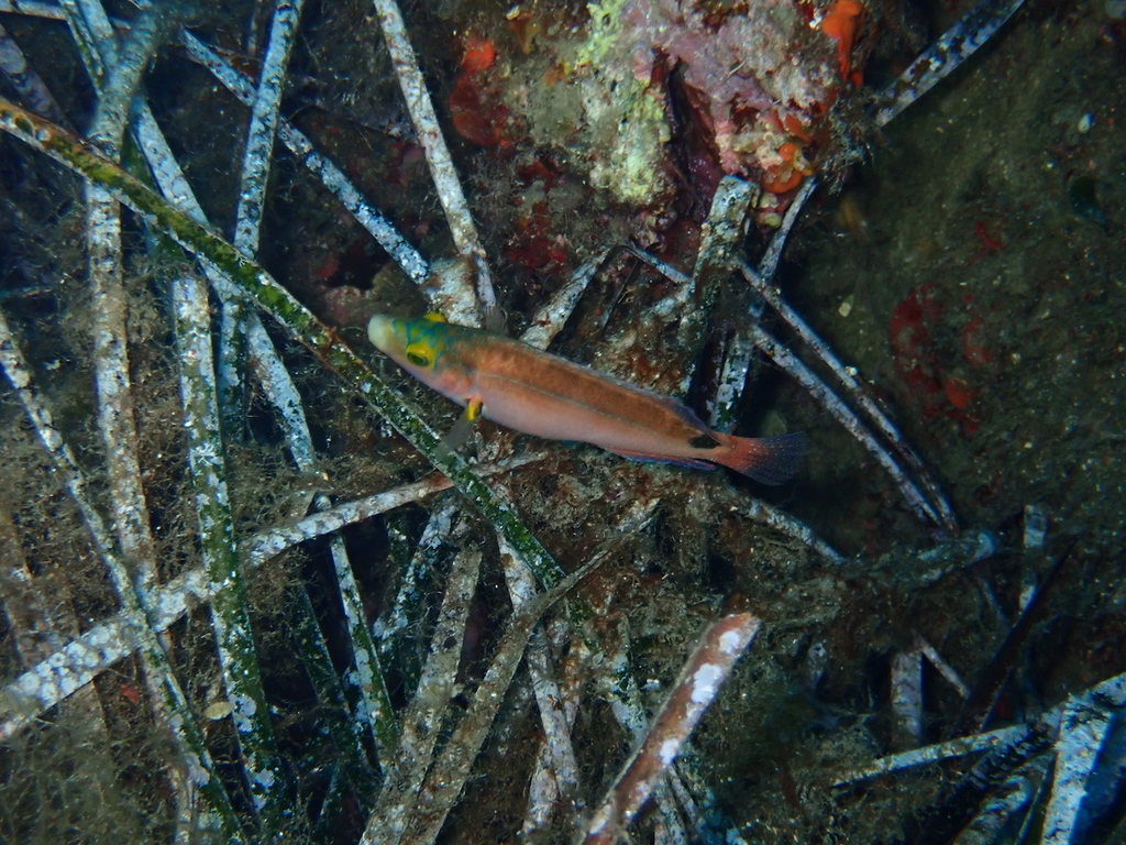 Axillary Wrasse