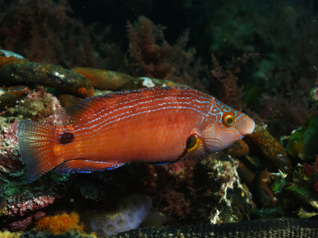 Axillary Wrasse