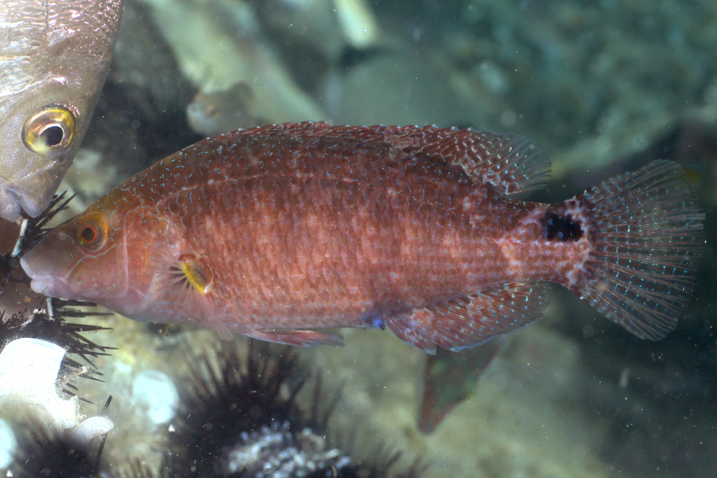 Axillary Wrasse