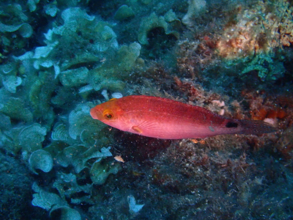Axillary Wrasse