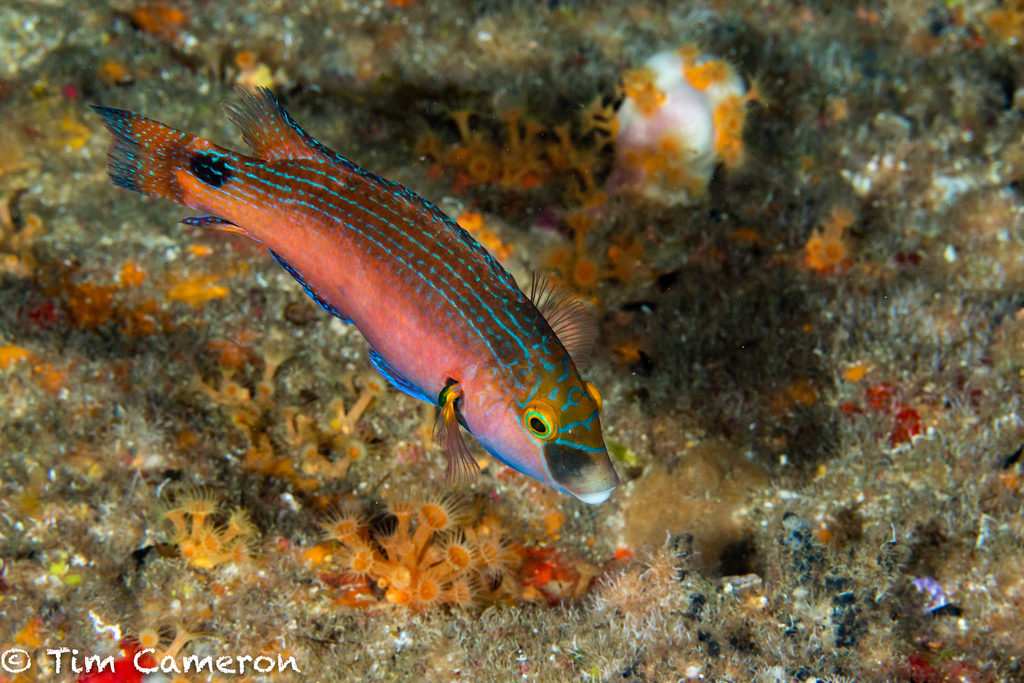 Axillary Wrasse