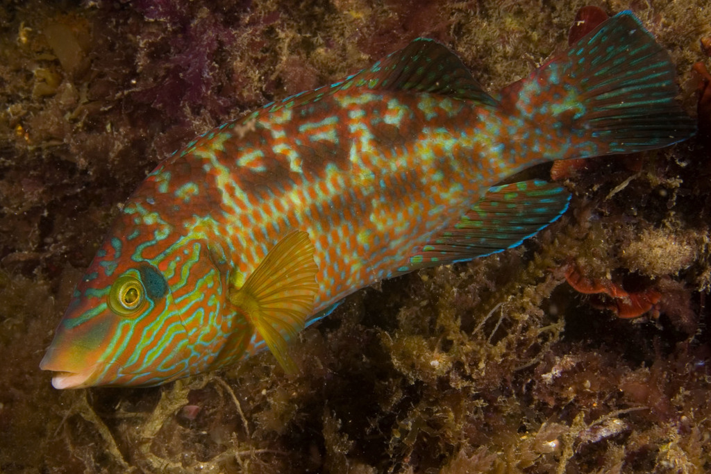 Corkwing Wrasse