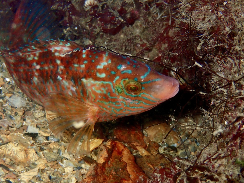 Crénilabre mélops