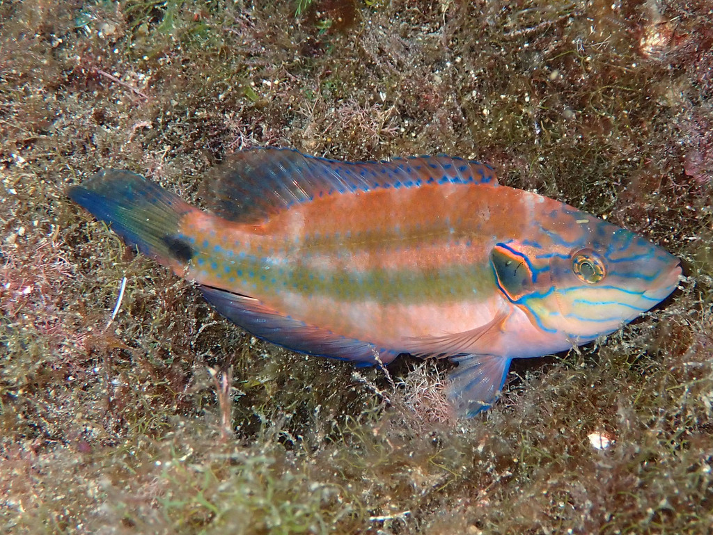 Crénilabre ocellé