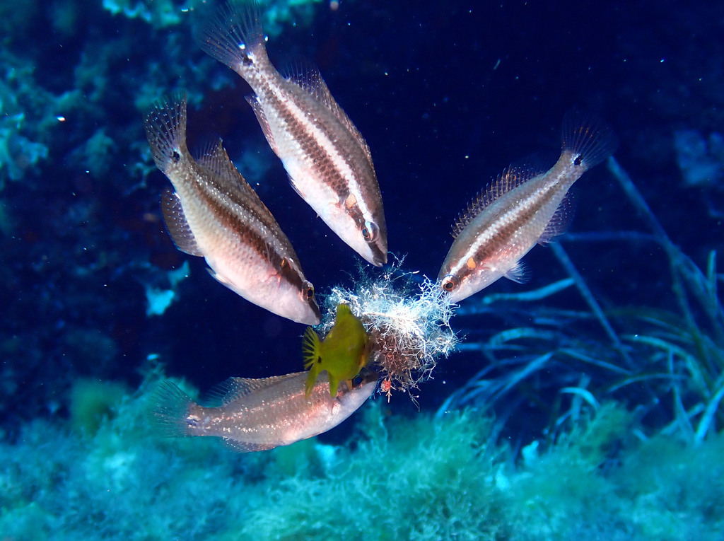 Crénilabre ocellé