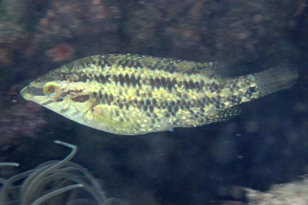 Five-Spotted Wrasse