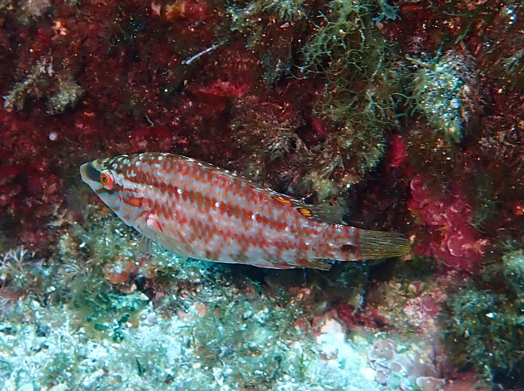 Five-Spotted Wrasse
