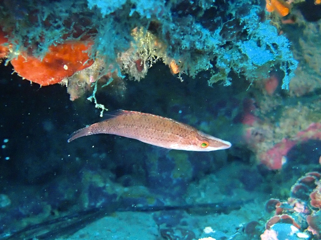 Pointed-snout Wrasse