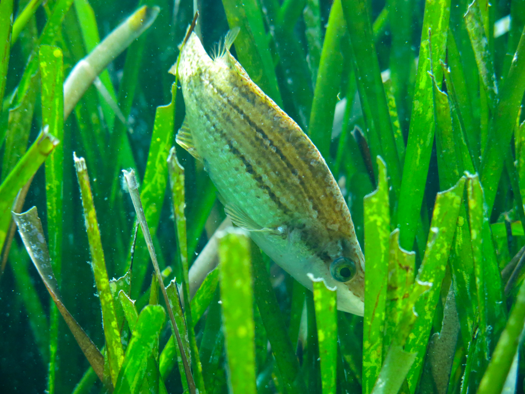 Pointed-snout Wrasse